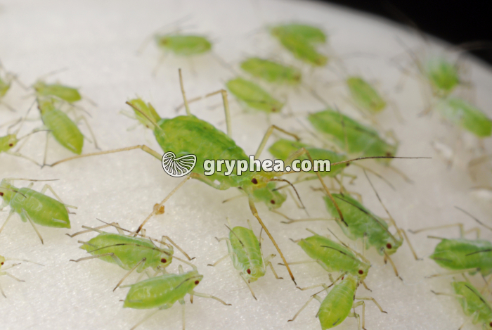Pucerons verts et parthénogenèse - gryphea.org